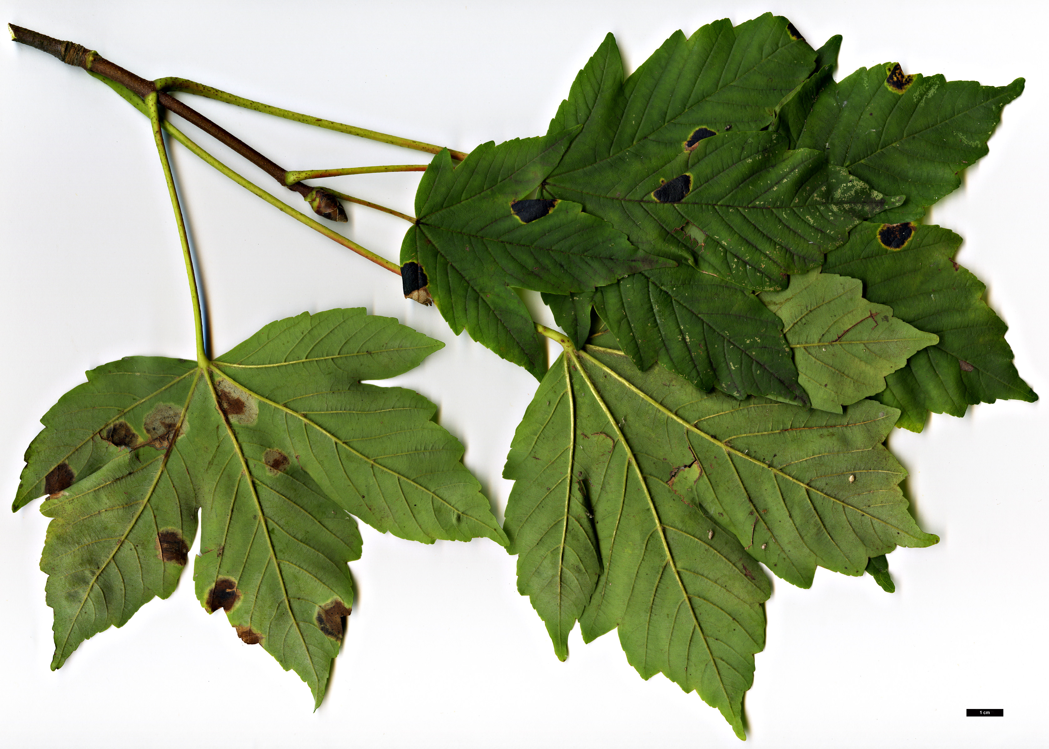 High resolution image: Family: Sapindaceae - Genus: Acer - Taxon: heldreichii - SpeciesSub: subsp. trautvetteri